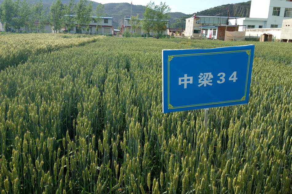 中梁34号_副本.jpg 中梁34号_副本.jpg