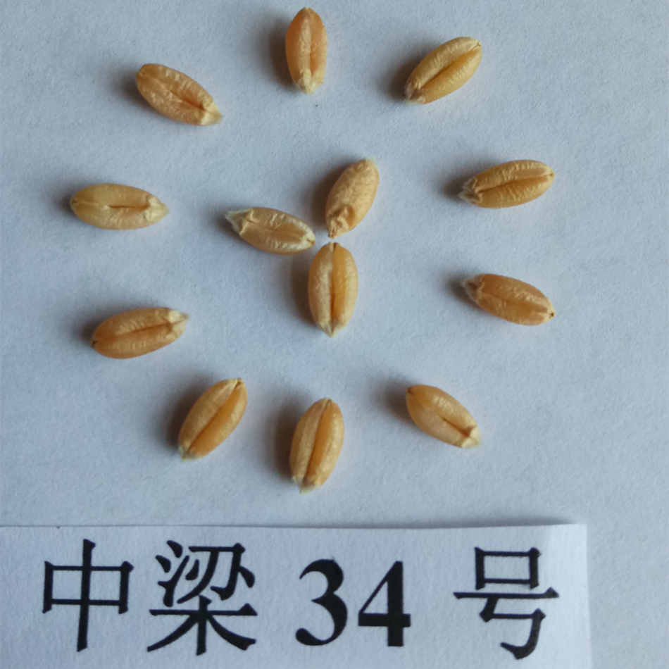 中梁34号1_副本.jpg 中梁34号1_副本.jpg